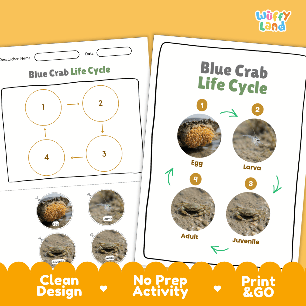 Blue Crab Life Cycle Poster and Cut and Paste Activity Worksheets