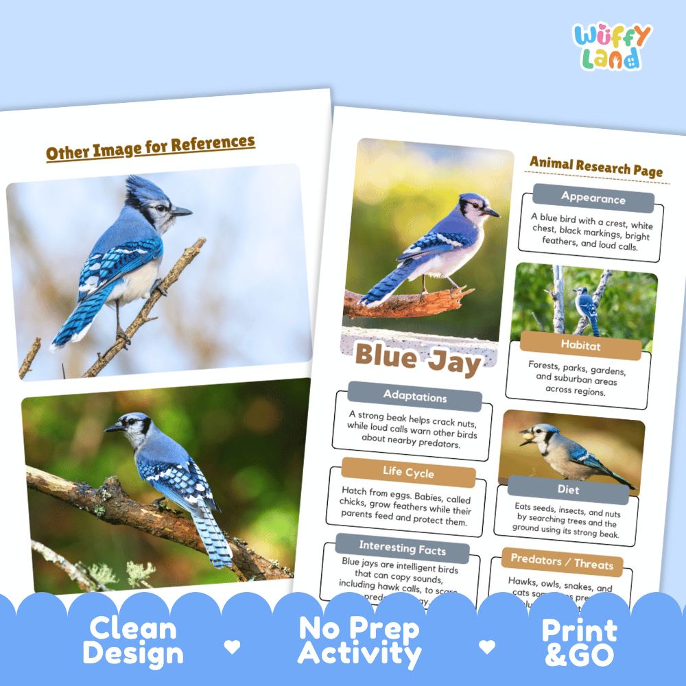 Blue Jay Animal Research Page and Worksheets