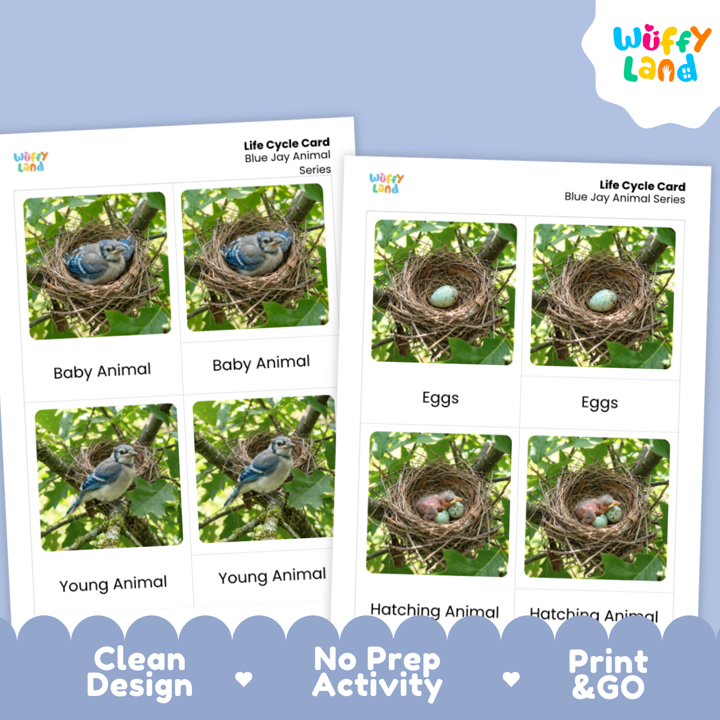 Blue Jay Life Cycle Flashcards | Montessori 3 Part Cards Science Activity