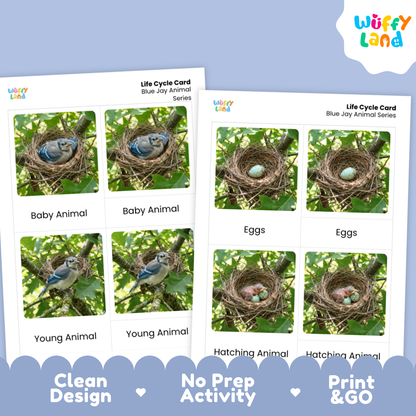 Blue Jay Life Cycle Flashcards | Montessori 3 Part Cards Science Activity