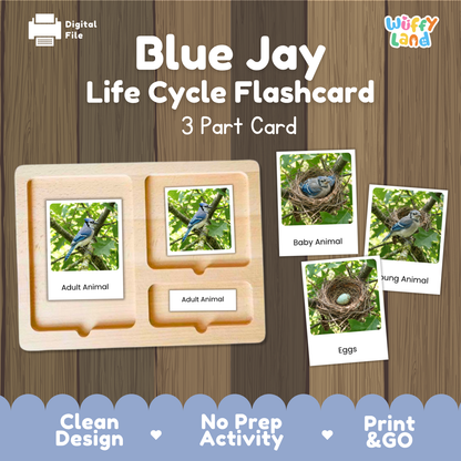 Blue Jay Life Cycle Flashcards | Montessori 3 Part Cards Science Activity
