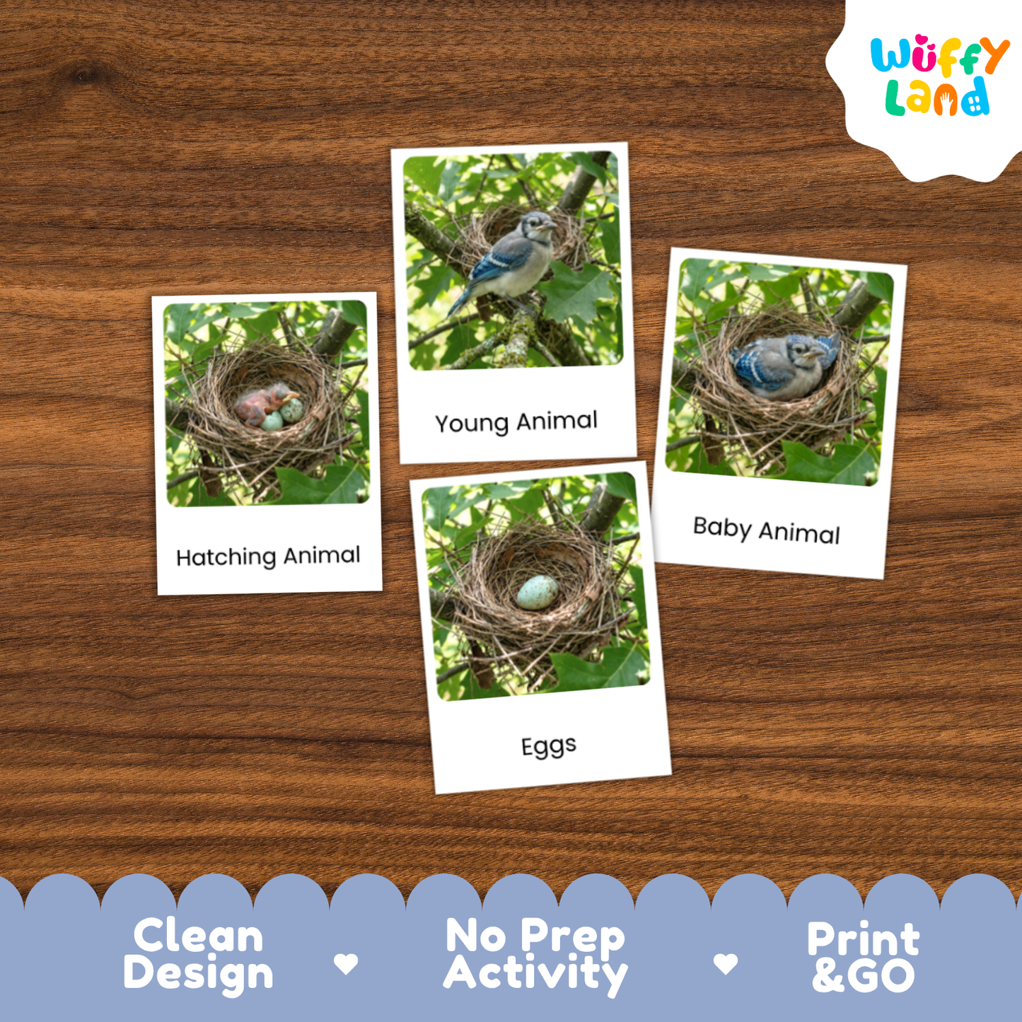 Blue Jay Life Cycle Flashcards | Montessori 3 Part Cards Science Activity