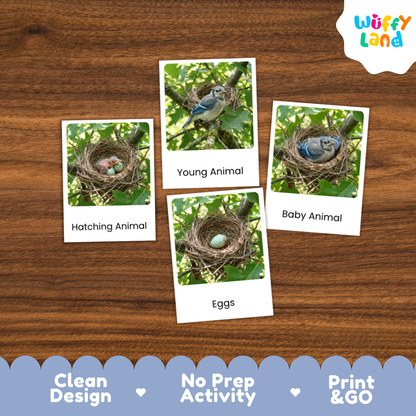 Blue Jay Life Cycle Flashcards | Montessori 3 Part Cards Science Activity