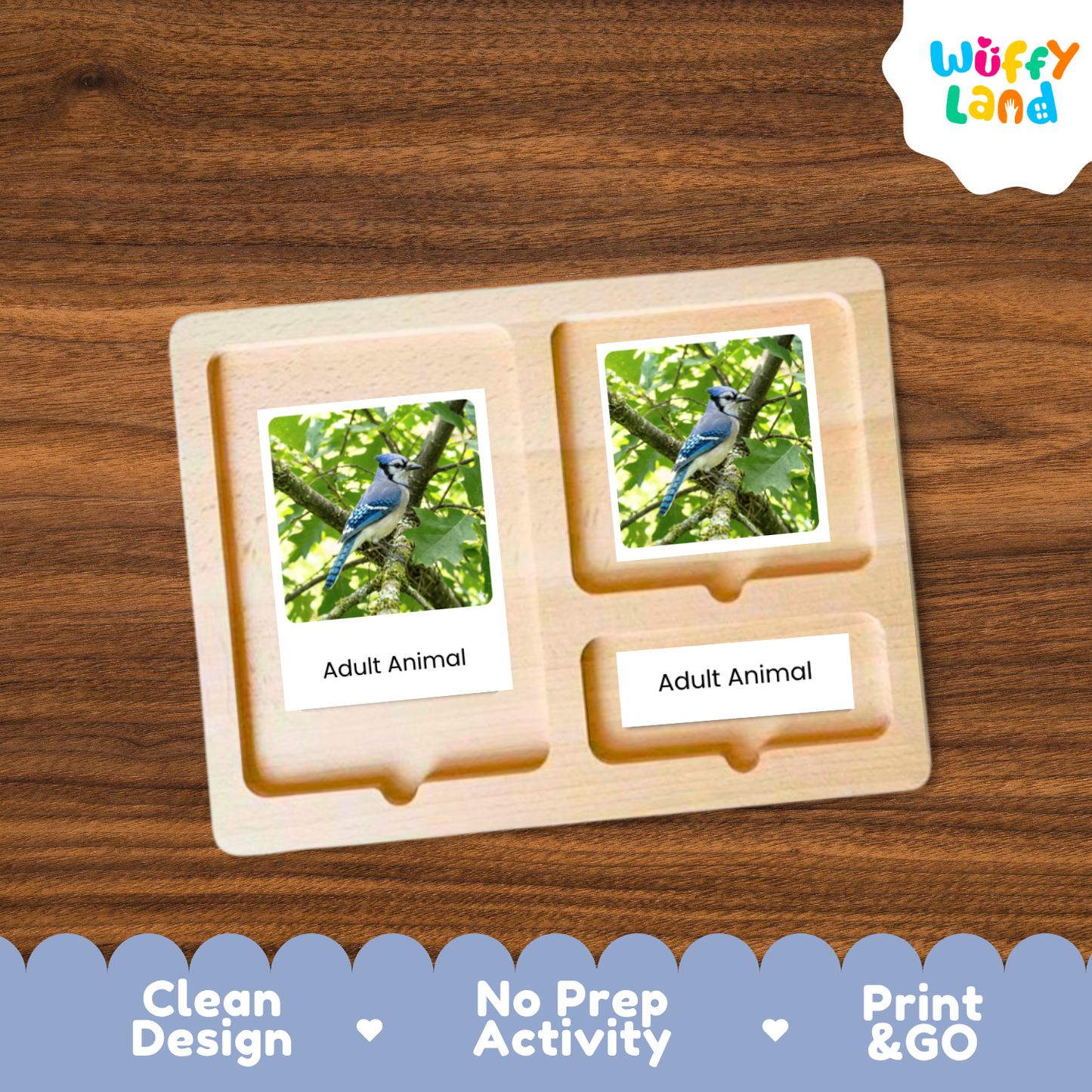 Blue Jay Life Cycle Flashcards | Montessori 3 Part Cards Science Activity