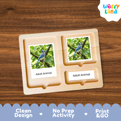 Blue Jay Life Cycle Flashcards | Montessori 3 Part Cards Science Activity
