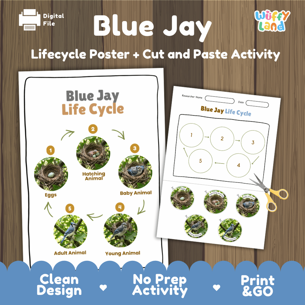 Blue Jay Life Cycle Poster and Cut and Paste Worksheet Activity
