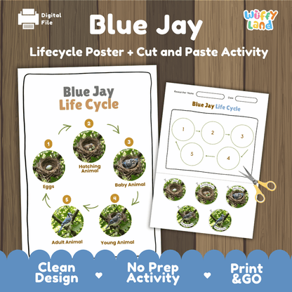 Blue Jay Life Cycle Poster and Cut and Paste Worksheet Activity