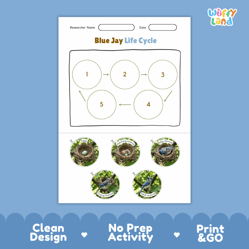 Blue Jay Life Cycle Poster and Cut and Paste Worksheet Activity