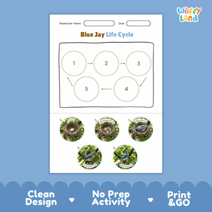 Blue Jay Life Cycle Poster and Cut and Paste Worksheet Activity