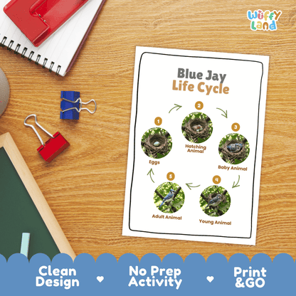 Blue Jay Life Cycle Poster and Cut and Paste Worksheet Activity