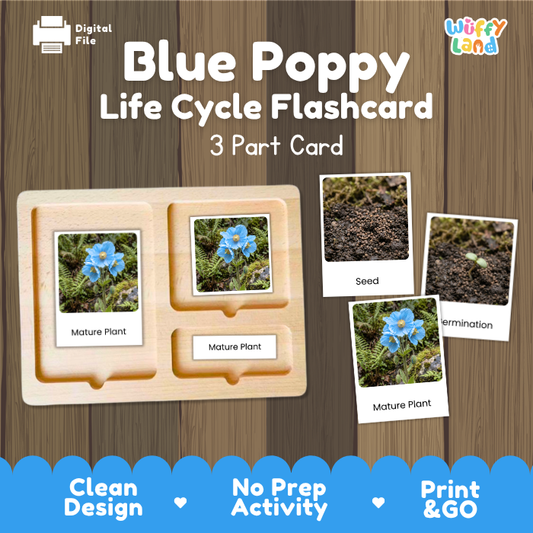 Blue Poppy Life Cycle Flashcard 3 Part Card Montessori Science Printable