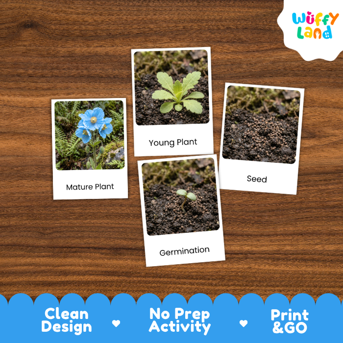 A set of four educational plant germination activity cards displayed on a brown wooden background. The cards show labeled images of a mature plant, a young plant, seeds, and germination.
