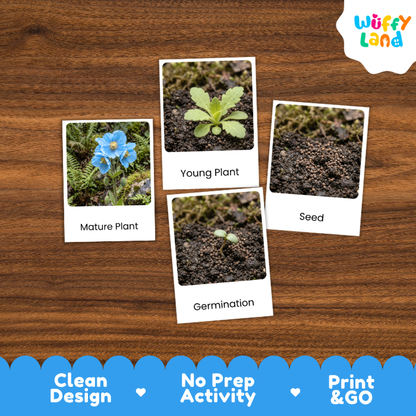 A set of four educational plant germination activity cards displayed on a brown wooden background. The cards show labeled images of a mature plant, a young plant, seeds, and germination.
