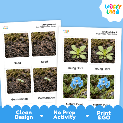 Two printed life cycle cards for the blue poppy plant series shown on a bright blue background. The cards show labeled photos of seed, germination, young plant, mature plant, and soil, with the Wiffy Land logo in the top right corner.