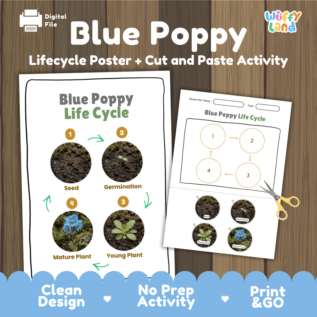 Blue Poppy Life Cycle Poster and Cut and Paste Activity Worksheet