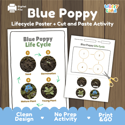 Blue Poppy Life Cycle Poster and Cut and Paste Activity Worksheet