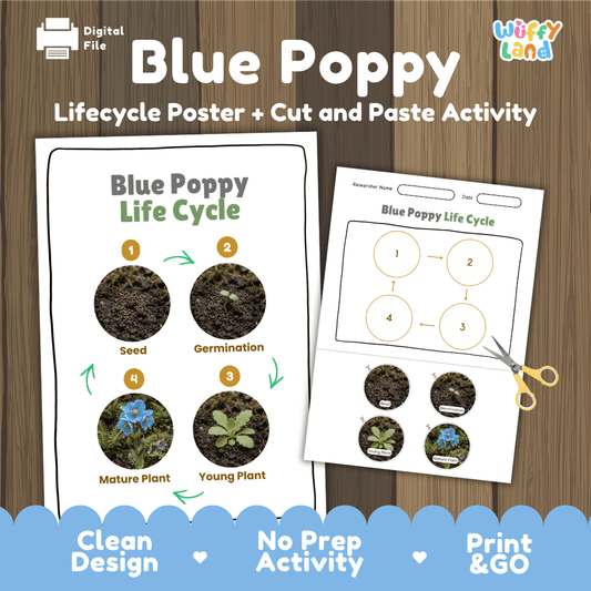 Blue Poppy Life Cycle Poster and Cut and Paste Activity Worksheet