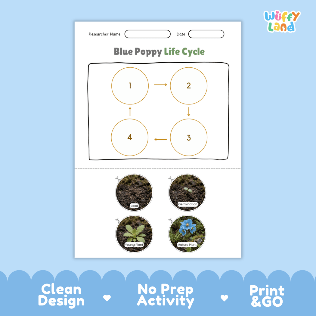 Blue Poppy Life Cycle Poster and Cut and Paste Activity Worksheet