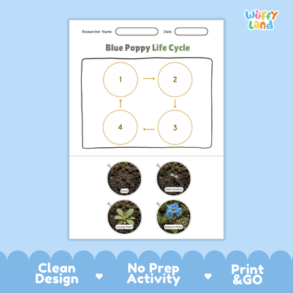 Blue Poppy Life Cycle Poster and Cut and Paste Activity Worksheet