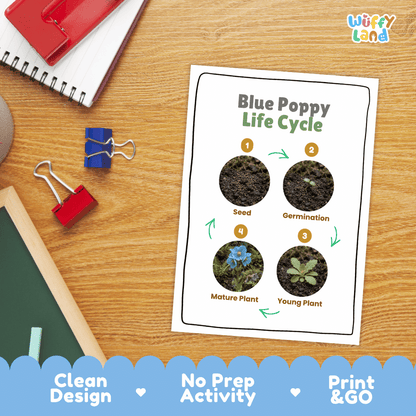 Blue Poppy Life Cycle Poster and Cut and Paste Activity Worksheet
