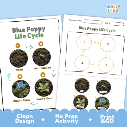 Blue Poppy Life Cycle Poster and Cut and Paste Activity Worksheet