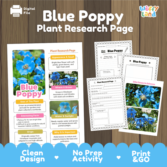 Blue Poppy Plant Research Page Worksheets and Fact Sheet