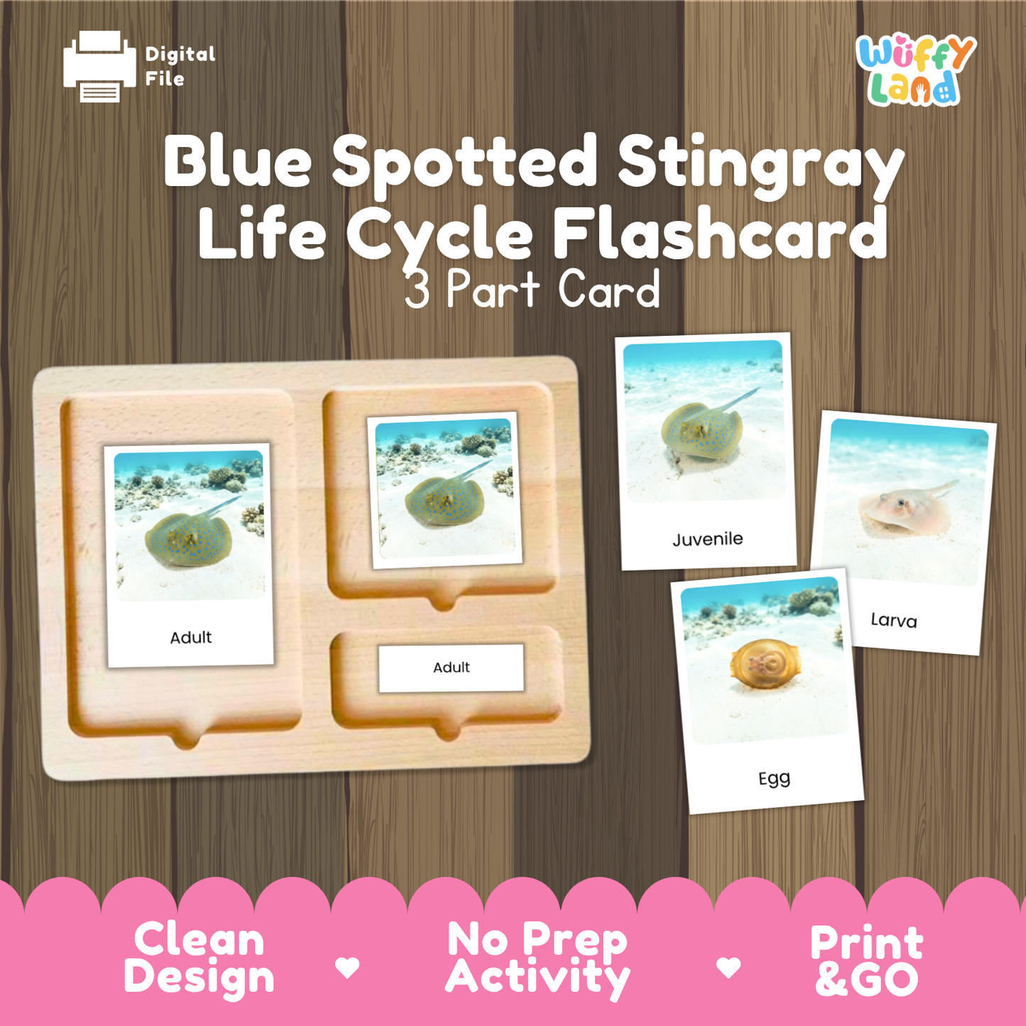Digital product preview for a 'Blue Spotted Stingray Life Cycle Flashcard' set by Wiffy Land, showing a wooden 3-part card tray with sample flashcards depicting the adult, juvenile, and egg stages of the stingray on a sandy beach, set against a wood panel background with a pink banner at the bottom.
