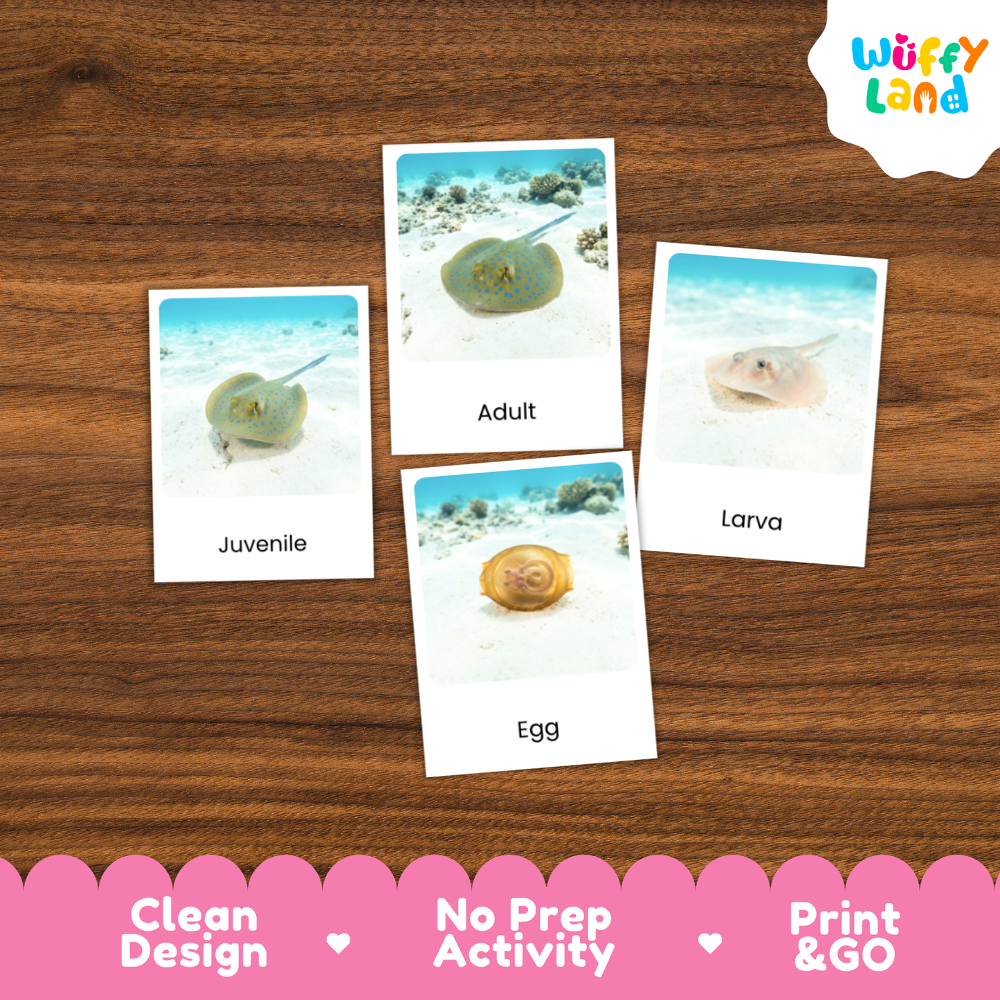 Blue Spotted Stingray Life Cycle Flashcards | 3 Part Cards Montessori Science Activity