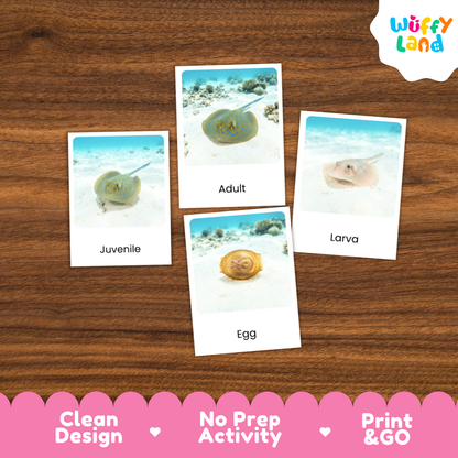 Blue Spotted Stingray Life Cycle Flashcards | 3 Part Cards Montessori Science Activity