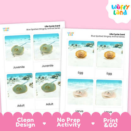 Two printable life cycle cards for a blue-spotted stingray animal series shown on a pink background. The cards feature labeled photos of the stingray stages: juvenile, adult, egg, and larva.