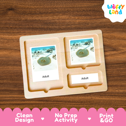 Blue Spotted Stingray Life Cycle Flashcards | 3 Part Cards Montessori Science Activity