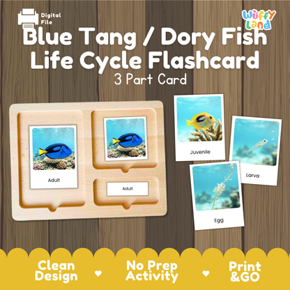 Blue Tang / Dory Fish Life Cycle Flashcard set by Wiffy Land, showing a wooden 3-part card tray with adult and larva cards, plus separate larva and egg cards on a wood-grain background with promotional text.