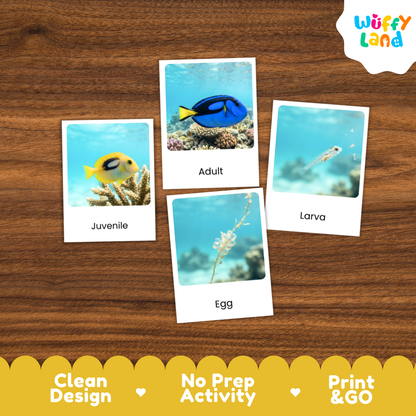 Blue Tang Dory Fish Life Cycle Flashcards | 3 Part Cards Montessori Science Activity