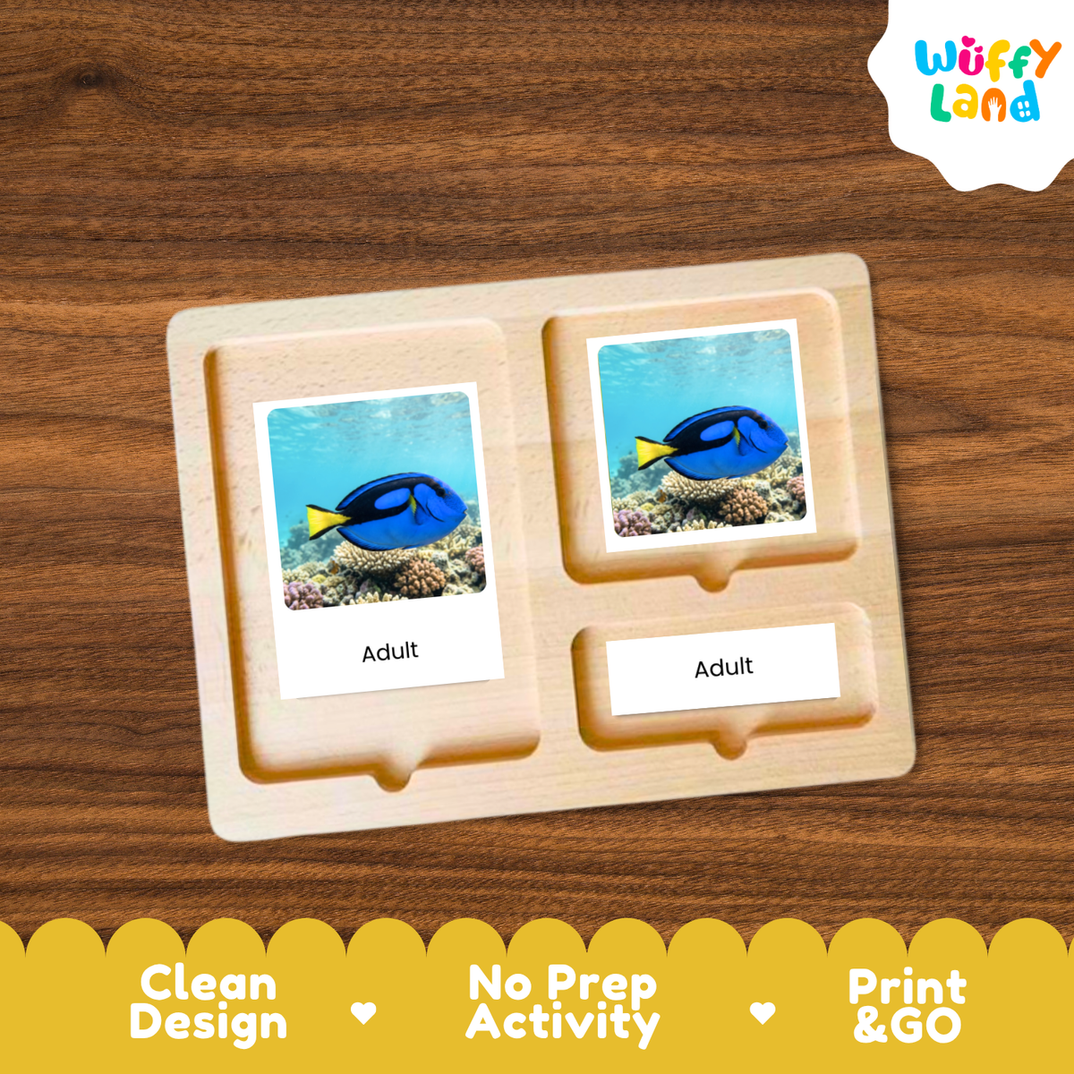 Blue Tang Dory Fish Life Cycle Flashcards | 3 Part Cards Montessori Science Activity
