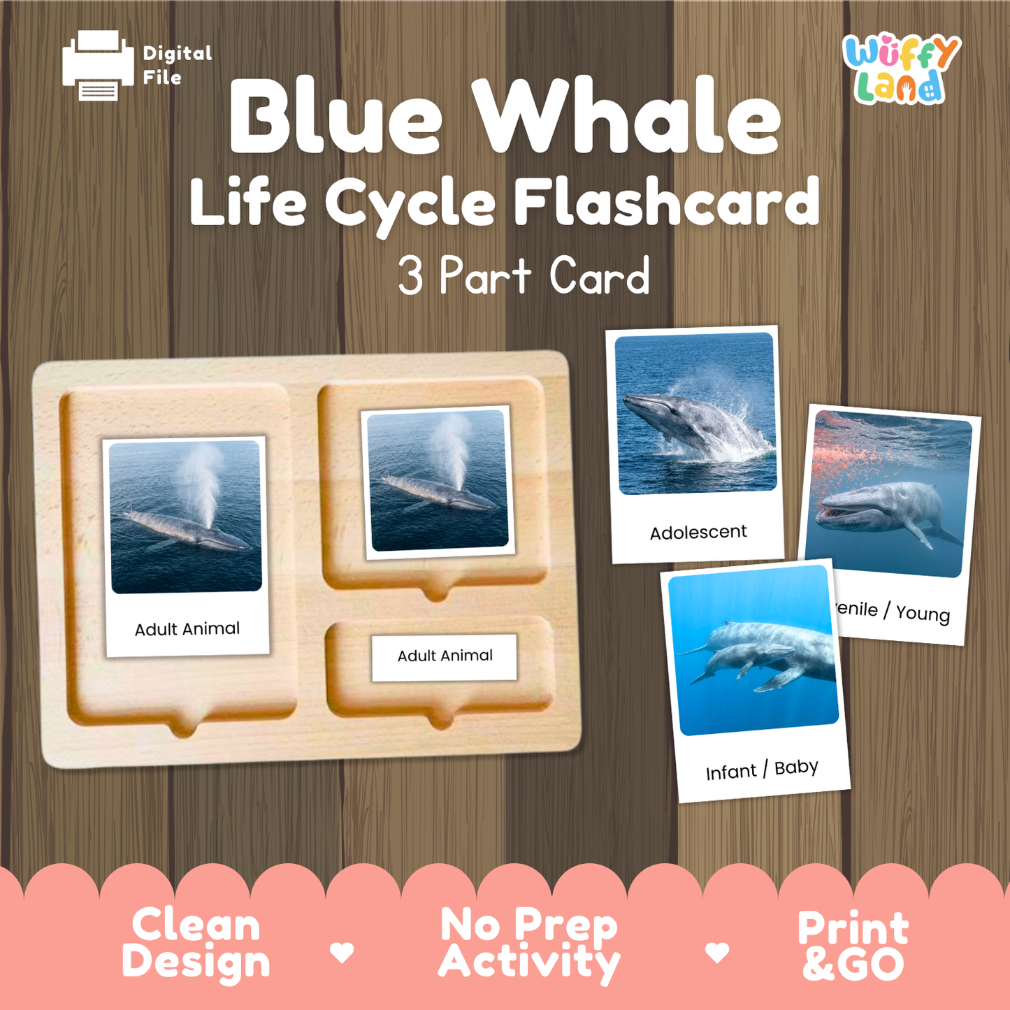 Blue Whale Life Cycle Flashcard set by Wiffy Land, featuring a wooden 3-part card tray and sample flashcards showing stages from Adult Animal to Infant / Baby, on a wood-grain background with promotional text.