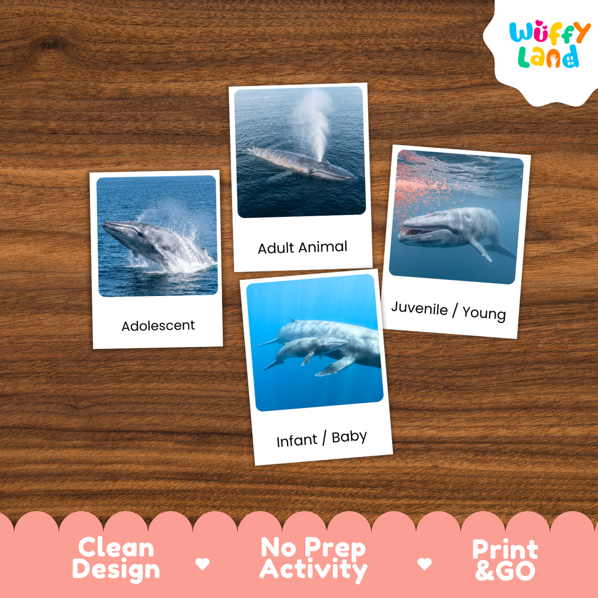 Four printed activity cards showing whale photos with labels (Adolescent, Adult Animal, Juvenile / Young, Infant / Baby) arranged on a wood surface. A Wuffy Land logo appears in the top right, and a pink banner at the bottom reads 'Clean Design', 'No Prep Activity', and 'Print & GO'.