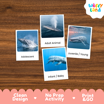 Four printed activity cards showing whale photos with labels (Adolescent, Adult Animal, Juvenile / Young, Infant / Baby) arranged on a wood surface. A Wuffy Land logo appears in the top right, and a pink banner at the bottom reads 'Clean Design', 'No Prep Activity', and 'Print & GO'.