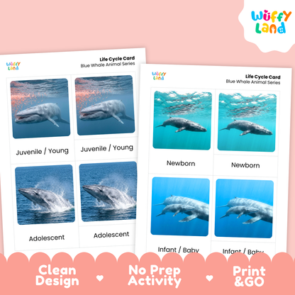 Two printable whale life cycle cards shown on a pink background, with the Wuffy Land logo in the top right and marketing text along the bottom: Clean Design, No Prep Activity, Print & Go.