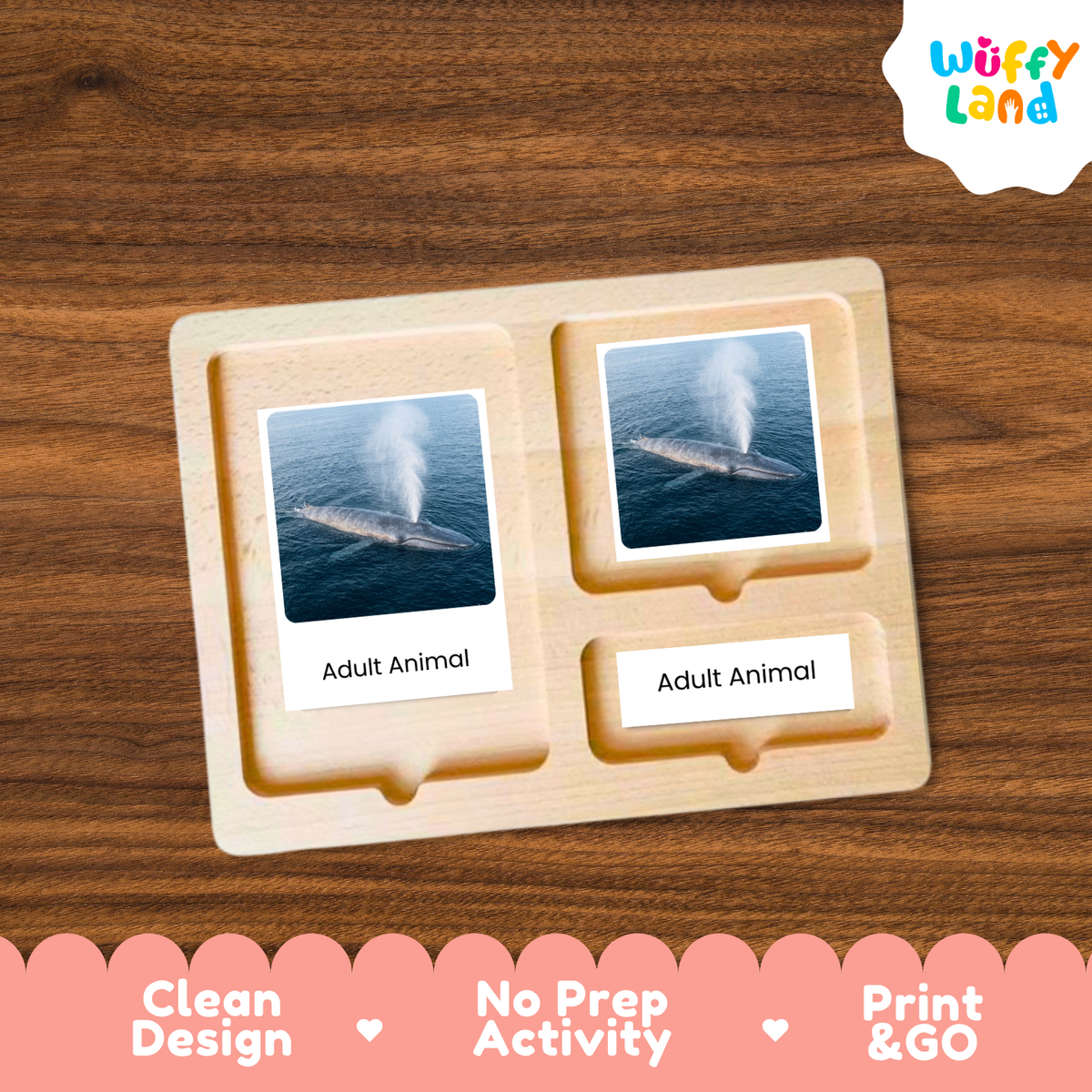 Blue Whale Life Cycle Flashcards - Montessori 3 Part Cards Printable Activity