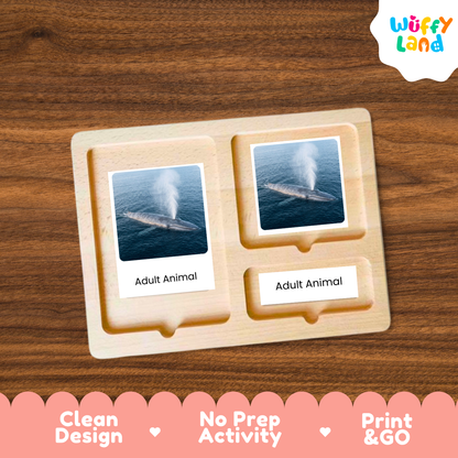 Blue Whale Life Cycle Flashcards - Montessori 3 Part Cards Printable Activity