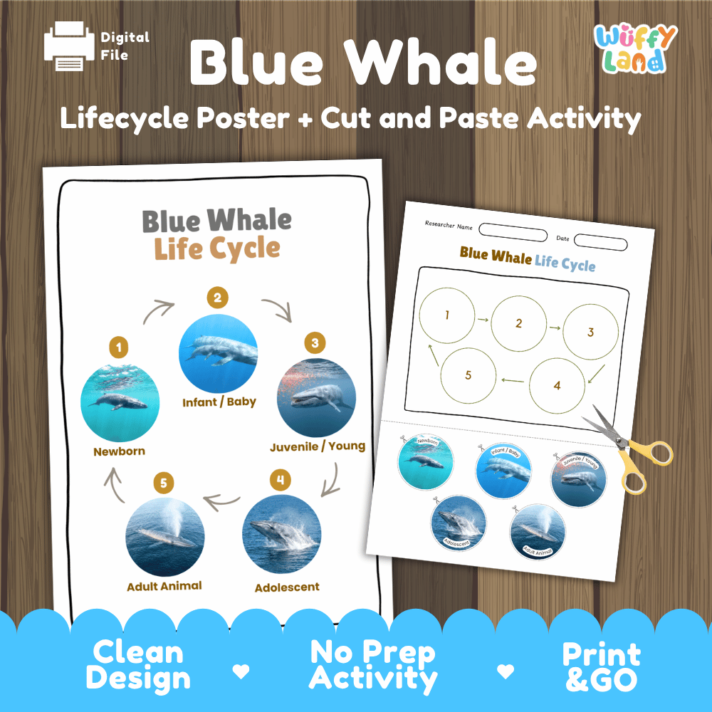 Blue Whale Life Cycle Poster and Cut and Paste Worksheet Activity