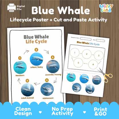 Blue Whale Life Cycle Poster and Cut and Paste Worksheet Activity