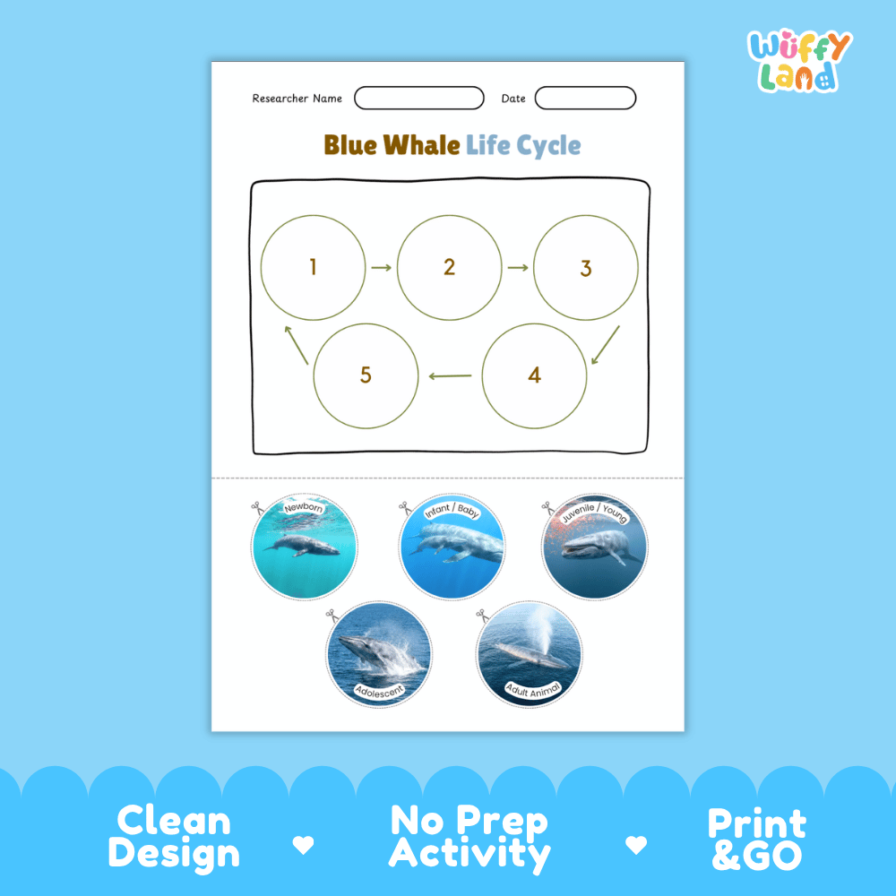 Blue Whale Life Cycle Poster and Cut and Paste Worksheet Activity