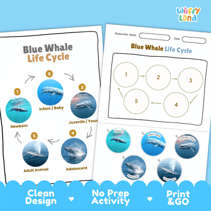 Blue Whale Life Cycle Poster and Cut and Paste Worksheet Activity