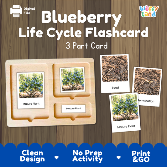 Montessori three-part cards featuring real photographs of blueberry shrub growth stages including mature plant, young plant, and germination 🗂️🏷️