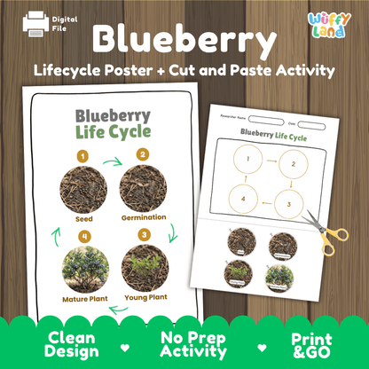 Blueberry Life Cycle Poster and Cut and Paste Worksheet Activity