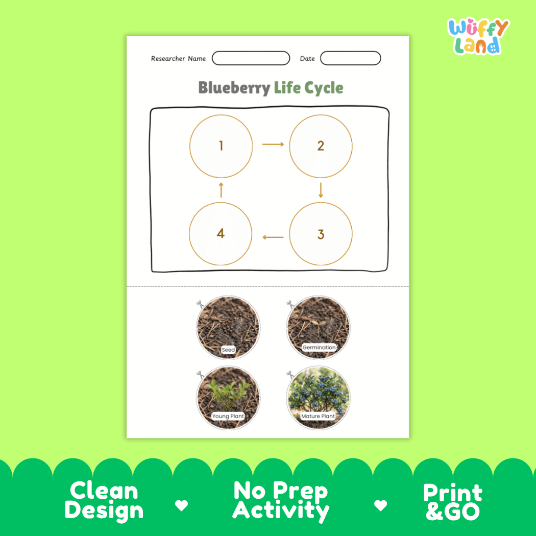 Blueberry Life Cycle Poster and Cut and Paste Worksheet Activity