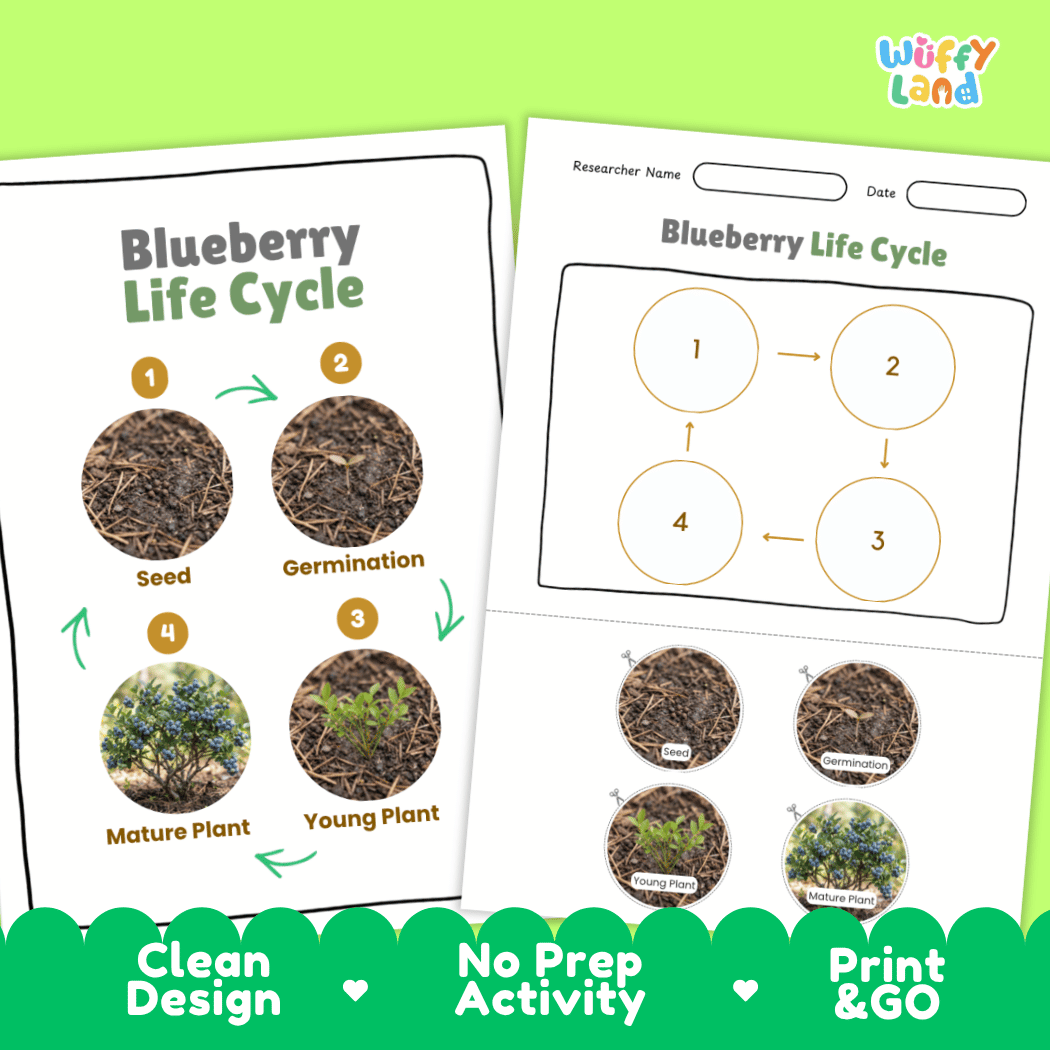 Blueberry Life Cycle Poster and Cut and Paste Worksheet Activity