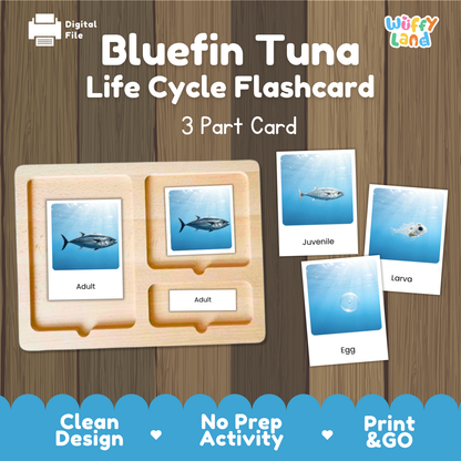 Bluefin Tuna Life Cycle Flashcard set by Wiffy Land, featuring a wooden 3-part card tray with adult and juvenile fish cards, plus separate card images showing larva and egg stages, on a wood-grain background with promotional text.