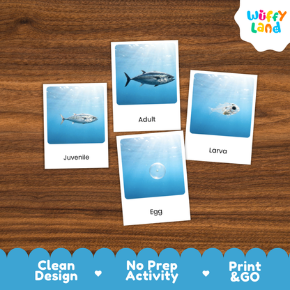 Four educational fish life-cycle cards labeled Juvenile, Adult, Larva, and Egg, displayed on a brown wood background with a Wuffy Land logo in the top right and a blue promotional banner at the bottom.